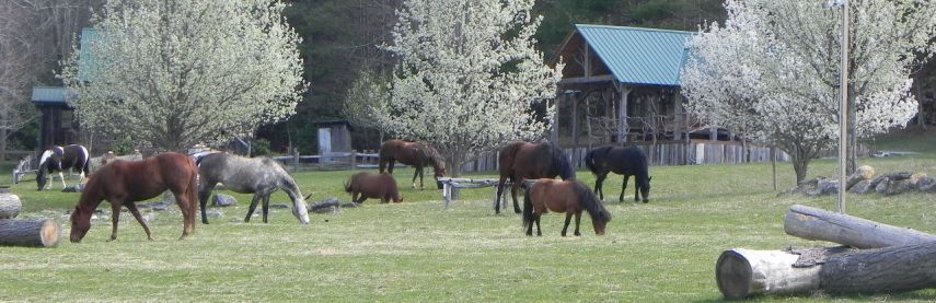 Carpe Diem Farms